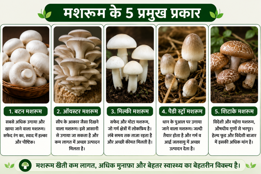 मशरूम की प्रमुख किस्में