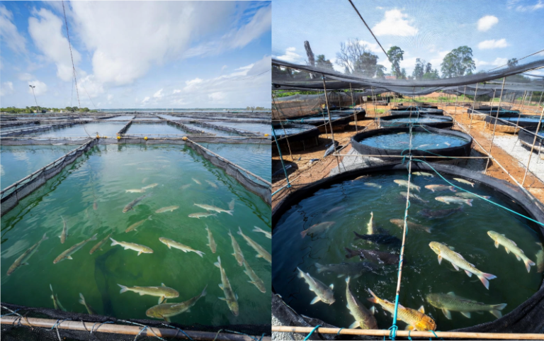 मछली पालन कैसे करें