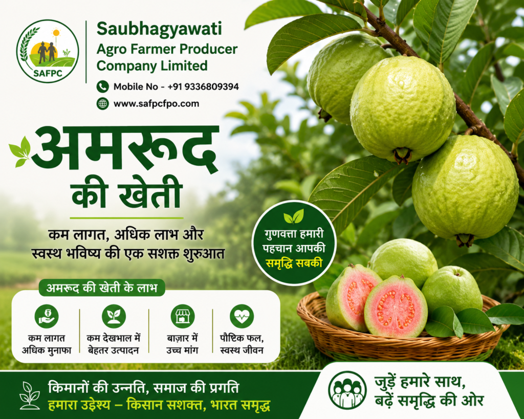 अमरूद की खेती