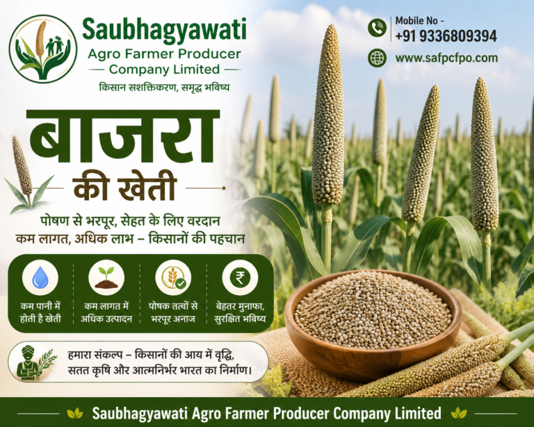 बाजरा की खेती कैसे करें